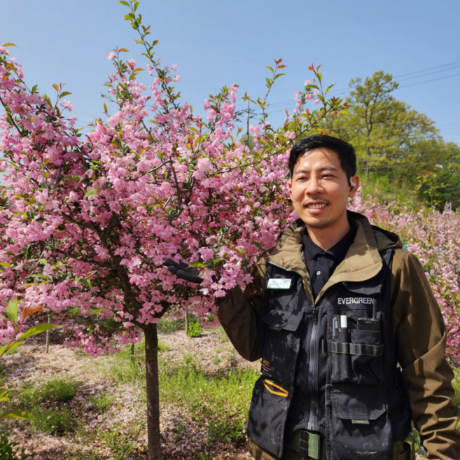 수사해당화 1년생 특묘 서부해당화 에버그린농원, 1개, 수사해당화1년 특묘