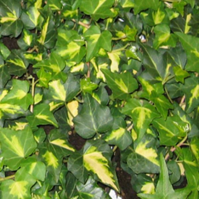 모종 /헤데라(아이비)-골드하트/ 포트묘/5개묶음 TJ1552, 5개