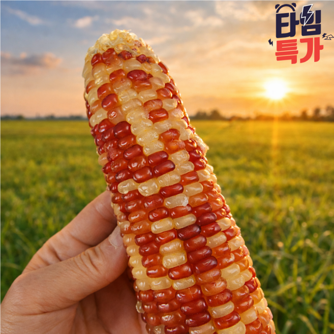 [3일간초특가] 쫀득한 찰옥수수 홍찰 옥수수, 10개, 대