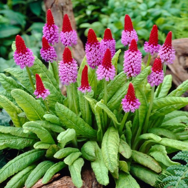 촛불앵초 [2포트] (복남이네야생화 Primula vialii 캔들 프림로즈), 1개