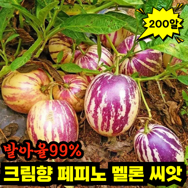 [생존율 99%] 크림향 페피노 멜론 씨앗 우유향 황금 페피노 멜론 씨앗 혈당관리 과일, 200알