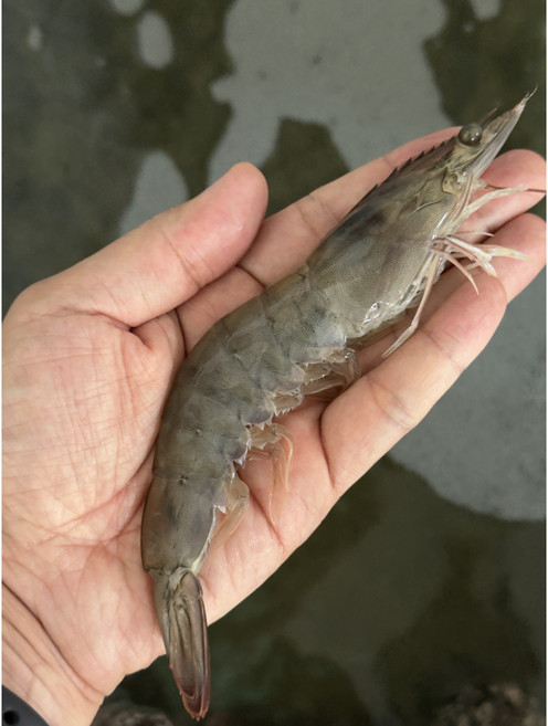 7위 - 탱글탱글 국내산 산지직송 흰다리새우 1kg (생물 냉동), 1개, (냉동)흰다리새우 1kg(30-40미)
