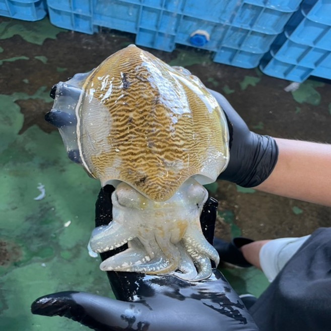 선주가 직접 보내는 횟감 대왕 생물 활 갑오징어 1kg, 1개, 1kg(2-4미)