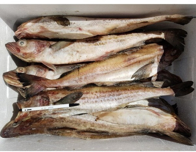 냉동 명태(동태) 12~14마리(40cm 이상)/10kg, 1개, 10kg