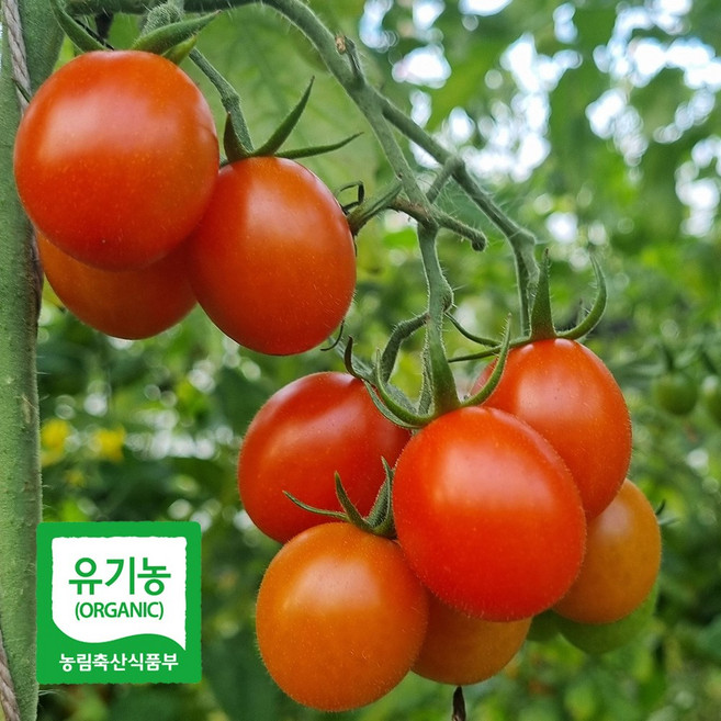 당일수확 달디단 유기농 대추 방울 토마토 1kg (500gx2팩) 친환경 방토, 단품, 단품