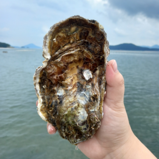 싱싱햇 통영 대왕 삼배체굴 바위굴 1kg, 생물, 1세트, 1kg(2-4미)