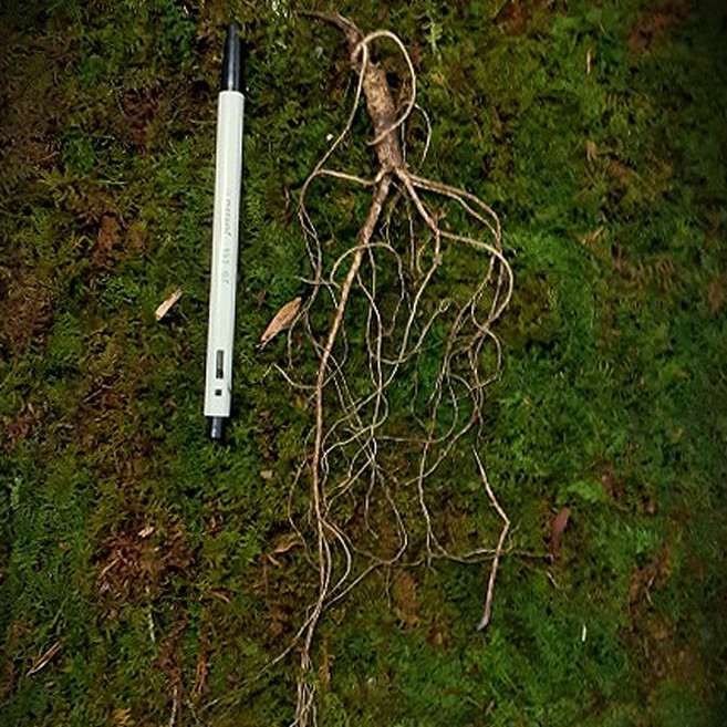 한눈알 산양삼 장뇌삼 산양 산삼 11년근 1뿌리, 1개