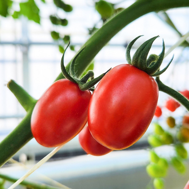 산지곳간 당일수확 무농약 대추 방울 토마토, 1박스, 2kg