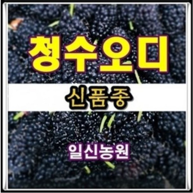 [일신농원] 각종묘목 90여종 감 대봉 단감 대추 사과 배 밤 포도 복숭아 자두 매실 살구 체리 등 /유실수/약용수/정원수/꽃나무, 1개, O2 신품종 청수오디 (2년특묘)