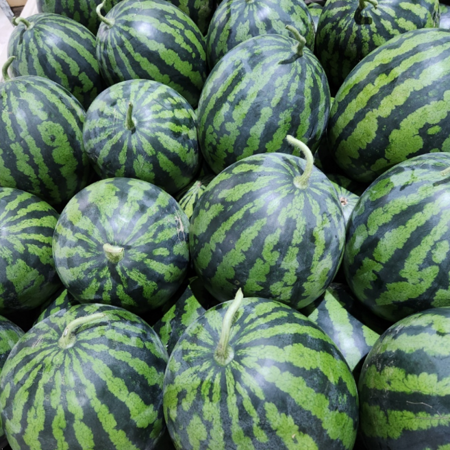 노드포인트 산지직송 하우스 봄 수박, 1개, 3kg 이상