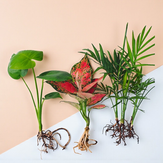 공기정화 수경식물 3종세트 / 몬스테라 테이블야자 아글라오네마 엔젤 / 뿌리세척 / 실내인테리어 소형 수경재배, 1세트