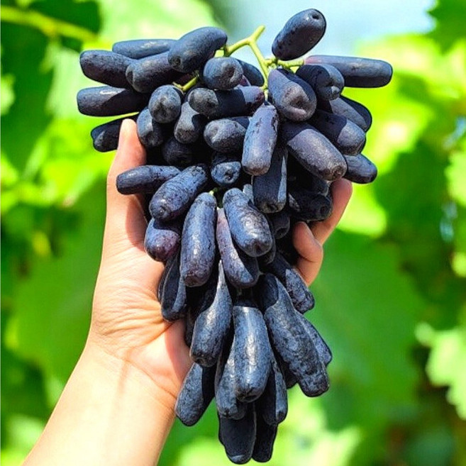 [만족도1위] 최고당도 사파이어 포도, 1박스, 2kg