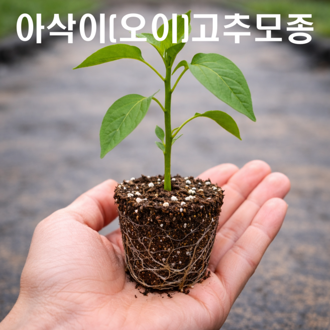 아삭한 아삭이(오이)고추 모종 묘종, 3개