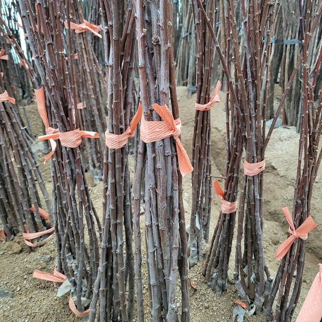 [경북농원] 자두나무 접목묘 특묘 (왕자두/후무사/추희/바이오체리/플럼코트), 후무사(포무사)  접목  상묘, 1개, 품명