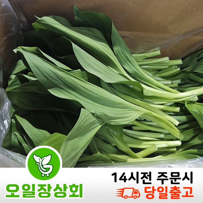 (오일장상회) 국내산 생 명이나물 명이 산마늘, 1kg, 1박스