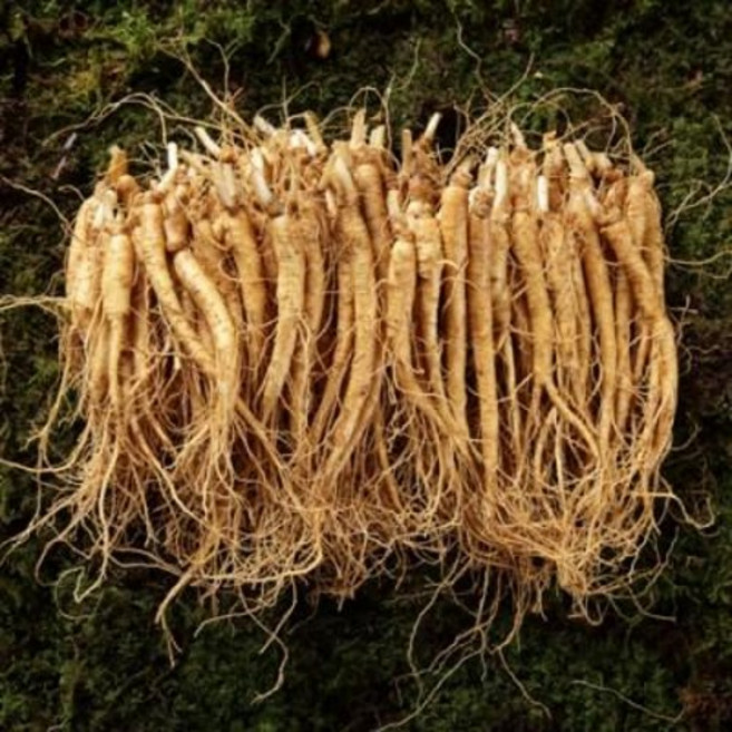 금산 인삼 수삼 세척 실실이(500g/150~180뿌리/5~6년근)