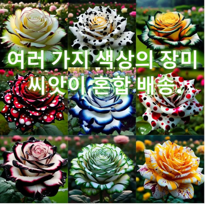 다두 도트 장미 씨앗 장미 씨앗은 사계절 내내 파종됩니다(혼합 배송), 200개(혼합 배송)