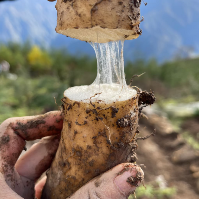 국내산 안동 장마 생마, 1개, 장마(파지) 2kg