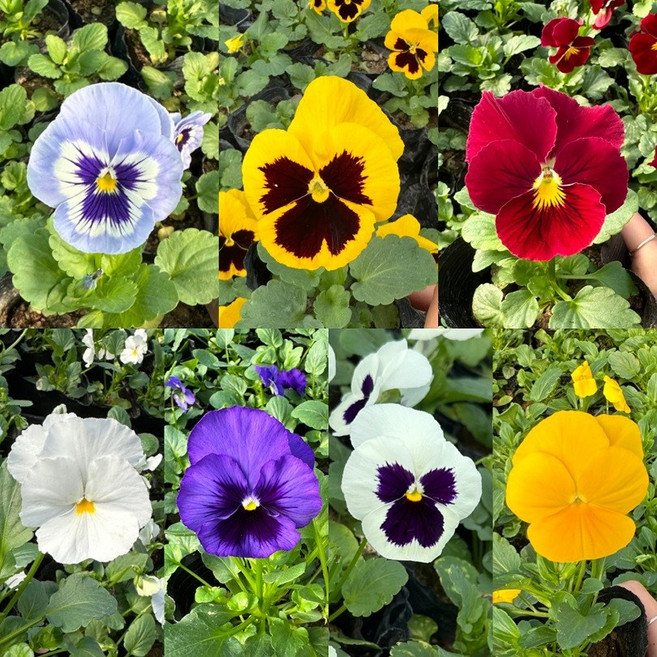 골드씨드 겨울팬지 5종 겨울꽃모종 겨울꽃 겨울비올라 겨울에피는 꽃 카페인테리어 카페화단 꾸미기 카페꾸미기 화단꾸미기 셀프조경 카페조경 식물인테리어 겨울식물, 노랑, 1개