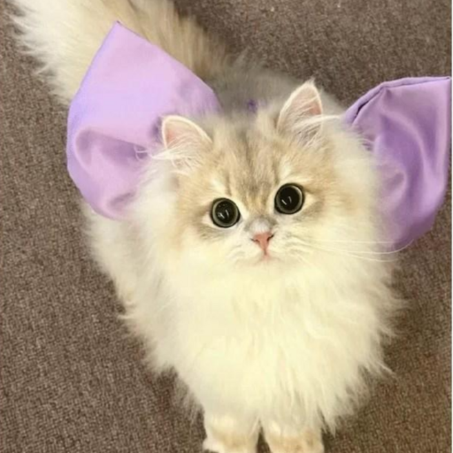 WarmPaws 고양이 목걸이 반려동물 귀염뽀짝 나비매듭 강아지목걸이 코믹 분장, 1개, Purple