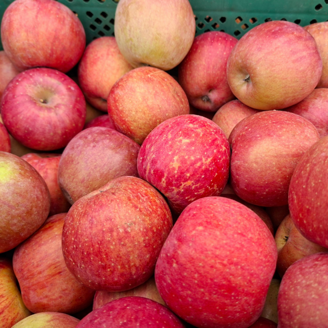 [초특가] 꿀 부사 사과 못난이사과, 1박스, 가정용_10kg