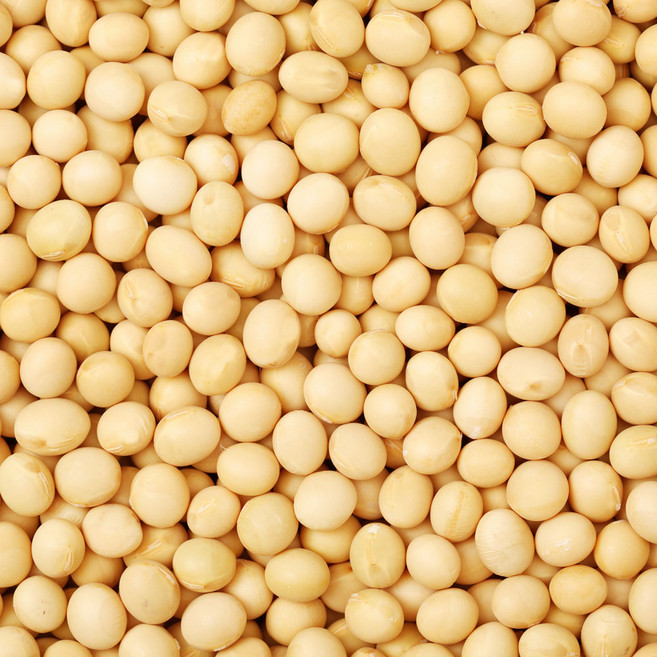 원적외선 빛살균 중국산 메주콩/두부콩/콩국수콩 백태 4.5kg, 1개, 4.5kg(1개)