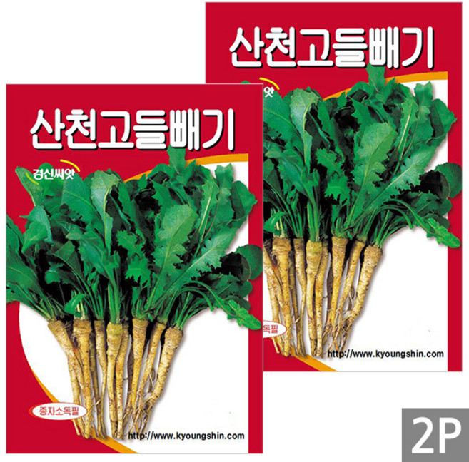 세인화분 국산 산천 고들빼기 3000립 - 씨 씨앗 나물, 2개