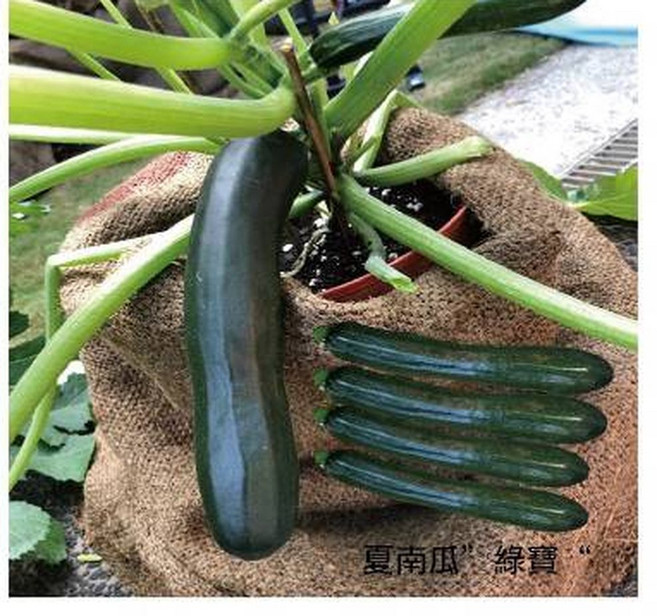 【野菜部屋】K72 翡寶夏南瓜種子 小包裝 櫛瓜 生長勢強 耐熱抗病, 1包