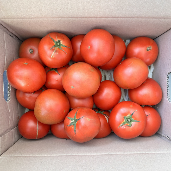과일장이 국내산 완숙 찰 토마토, 1박스, 3kg (쥬스용)