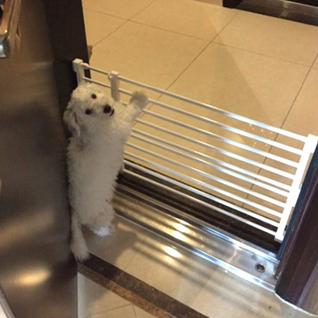 반려견 도어펜스 길이조절 압축식 안전문 확장형 애견 게이트 울타리, 1개