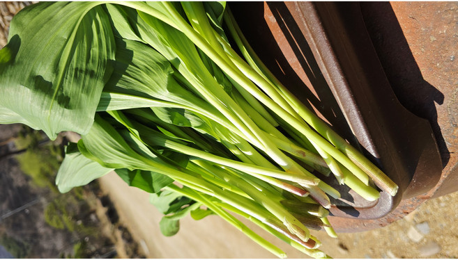 [산지출고] 자연산 강원도 노지 명이나물 부드러운 명이나물(줄기꽃대포함), 2세트, 1kg