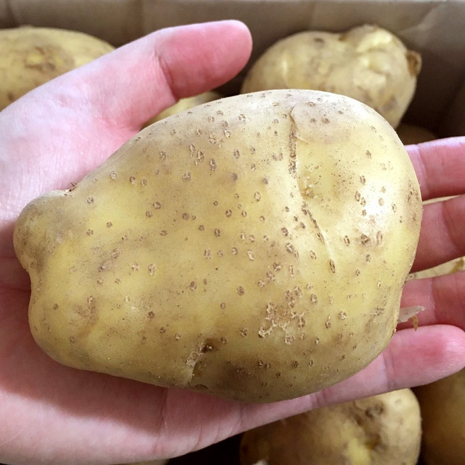 26년 수확 포슬포슬 알이 큰 감자 국내산 노지 햇감자, 1박스, 3kg 특대(찜/요리용)