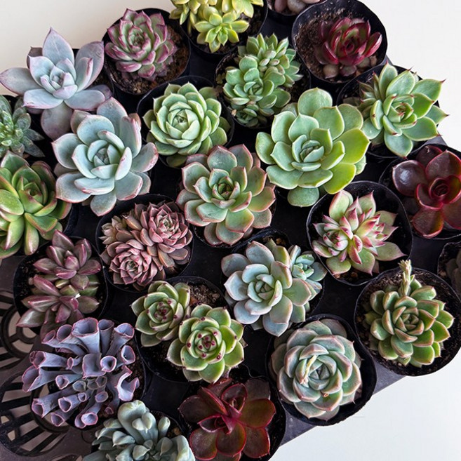 어그노즈 미니 다육이 10종세트 공기정화식물, 10개, 랜덤 미니다육