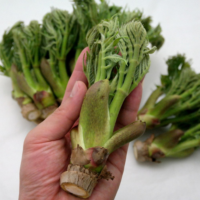 [지금이 제철] 봄의제왕 자연산 건강 참두릅, 1박스, 1kg