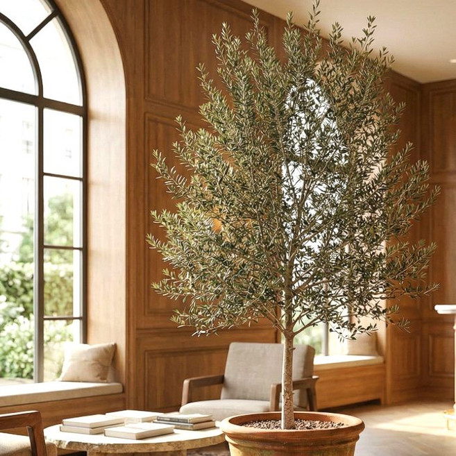목하원예조경 올리브나무 H80cm 전후묘목 외목대 독립수형 올리브 열매나무 공기정화식물 반려식물, 단일, 1개