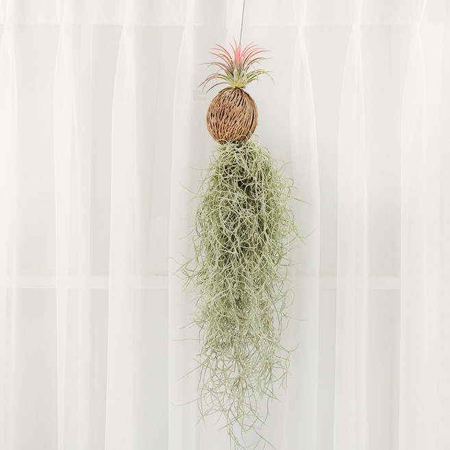 갑조네 파인애플 수염틸란드시아 행잉 실내공기정화식물, 2개