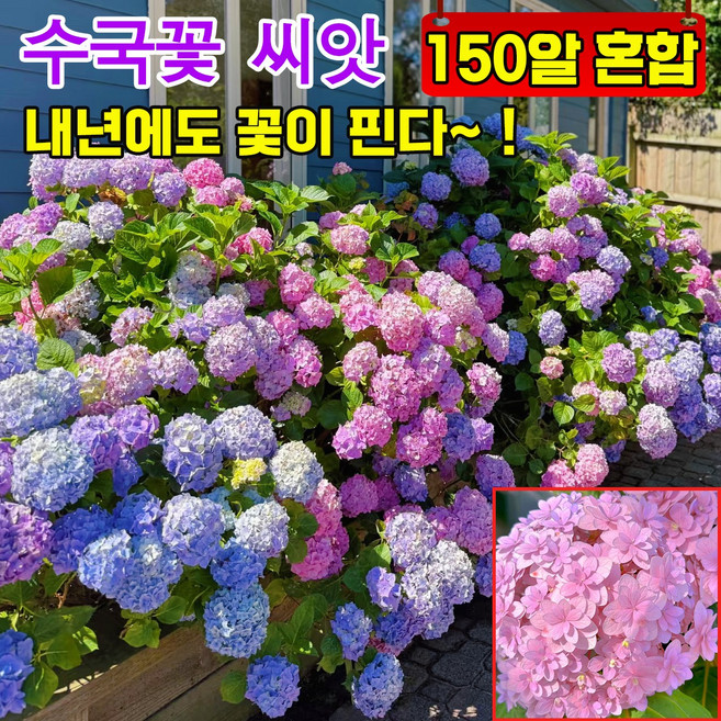 [사계절 개화] 50알/100알/300알 수국 모종 꽃씨앗 수국 생화 씨앗 정원 꾸미기 개화기간이 길다, 3개