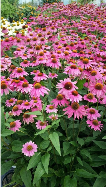 에키네시아(분홍) 3치/ 화산농원, 20개