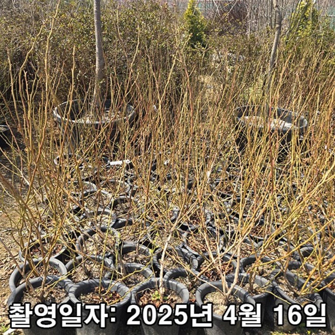충주원예조경 / 블루베리 / 한나초이스 / 4년생 / 결실주