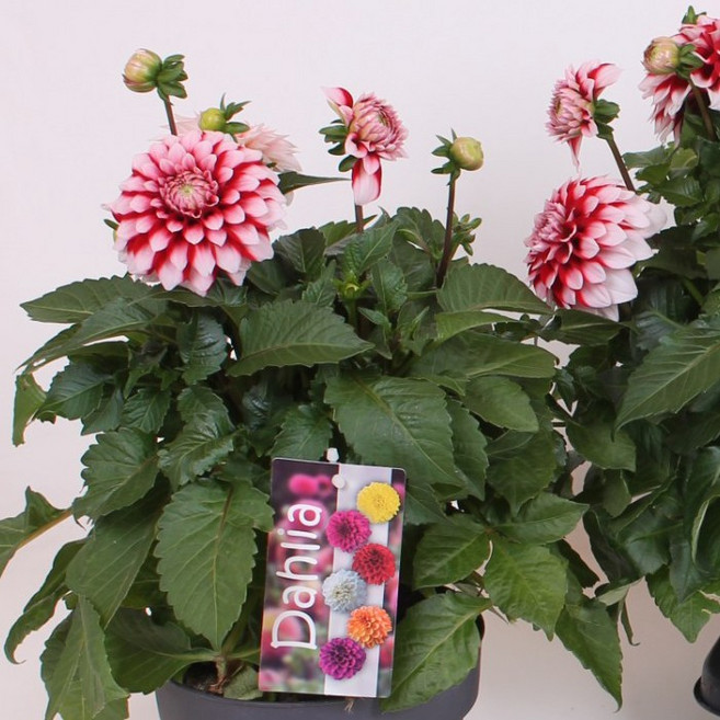 어린모종 다알리아 8cm분, 라벨라그란데 펀 레드화이트, 1개