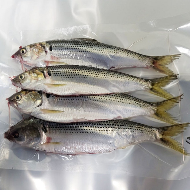 고소한 통영 전어구이 500g 원물, 1개, 전어구이500g