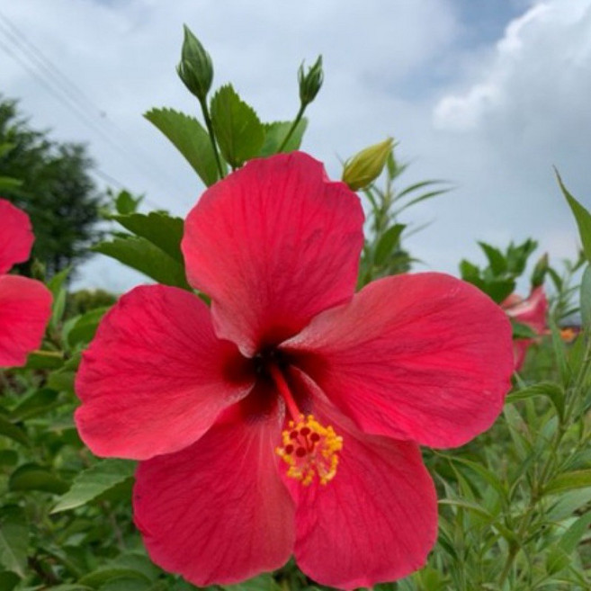 大紅花扶桑 5-6吋盆栽 - 強健好種植開花觀賞植物 輕鬆打造熱帶風情, 1個, 紅色