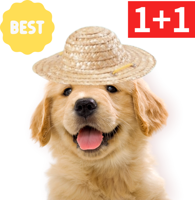 오피뉴 1+1 강아지썬캡 밀집모자 강아지 모자, 2개