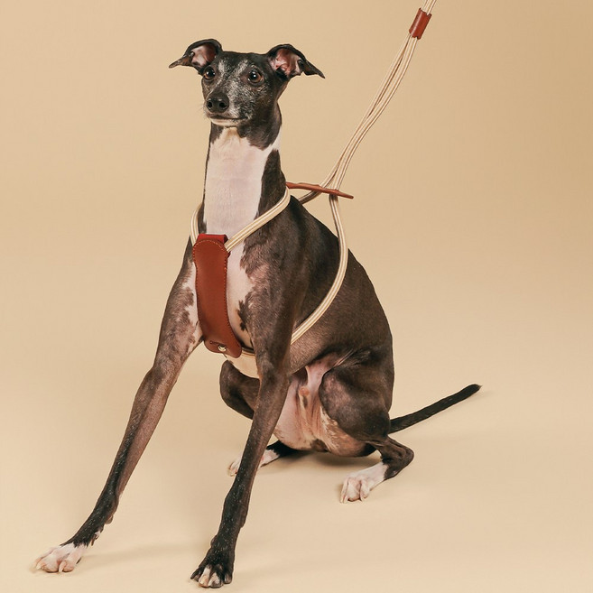 개인냥심 센슈얼 NFC하네스 세트 H형 가죽 방수 자유조절 소형견 중형견 가슴줄 리드줄 목줄 강아지하네스 애견H형하네스, 브라운