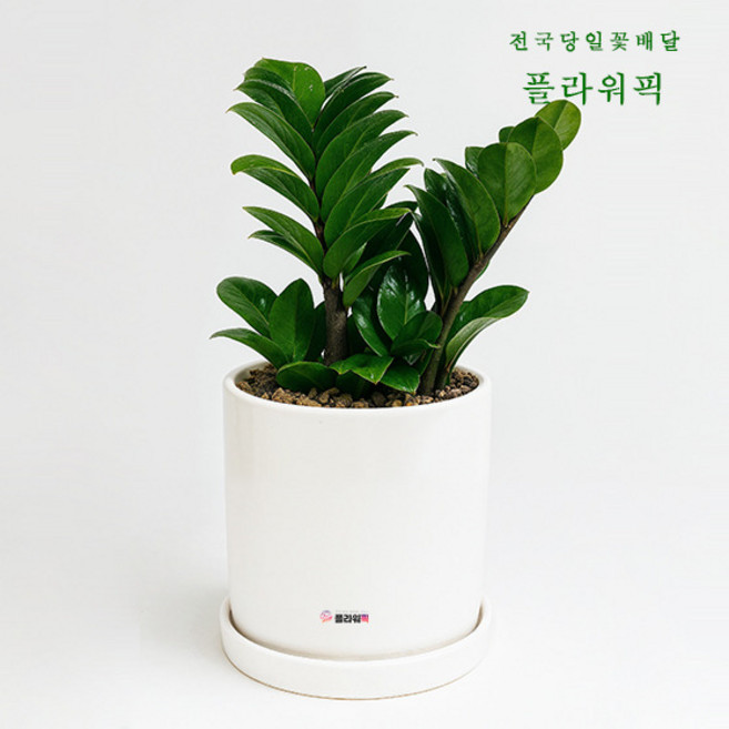 보석금전수 돈나무 미니식물 선물화분 개업축하화분 실내화분 개업식 거실 실내화초배달 실내공기정화식물 개업 축하, 1개, 고급형