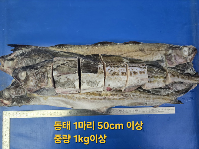 진짜 신선하고 진짜 큰 왕 동태 50CM이상 4마리 + 명태곤이450G /명태/동태5통, 1개, 동태4마리