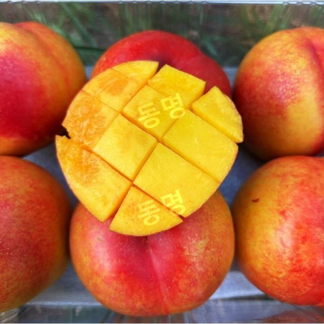 동명 국산 망고 복숭아 천도 고당도 옐로드림 영천 특대과, 2kg, 1박스