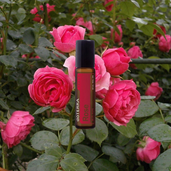 도테라 로즈 터치 10ml, 1개