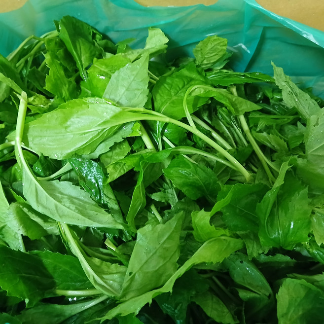 국산 산지직송 자연산 생 취나물 제철 나물 당일수확, 1개, 4kg