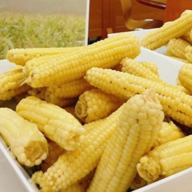 기장 찰옥수수 7kg 냉동옥수수 삶은옥수수 찰 옥수수 안심재배 무첨가! 전자렌지에 돌려 먹기편하고 쫀득한맛! 30개, 1개, 알록옥수수